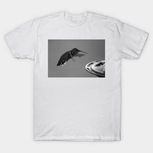 Hummingbird at Feeder Black and White 1 or 3 T-Shirt
